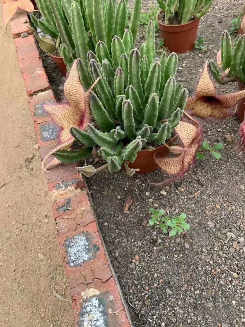 大花西角