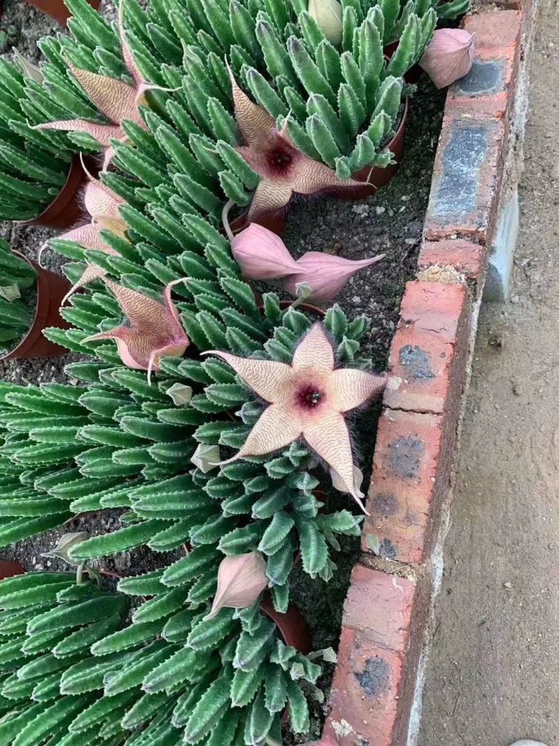 大花西角