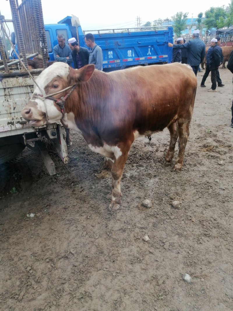 【肉牛】公牛，肉牛，出肉率高，产地直购包成活