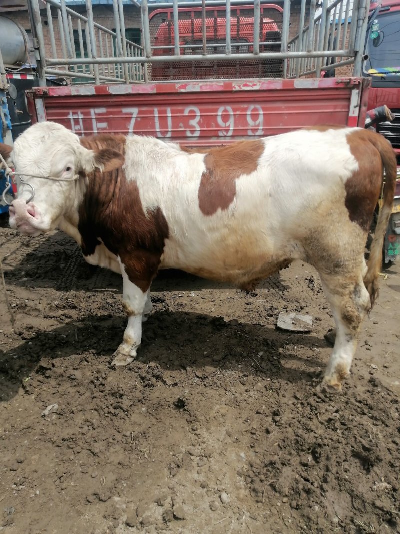 【肉牛】公牛，肉牛，出肉率高，产地直购包成活