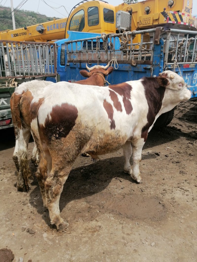 【肉牛】公牛，肉牛，出肉率高，产地直购包成活