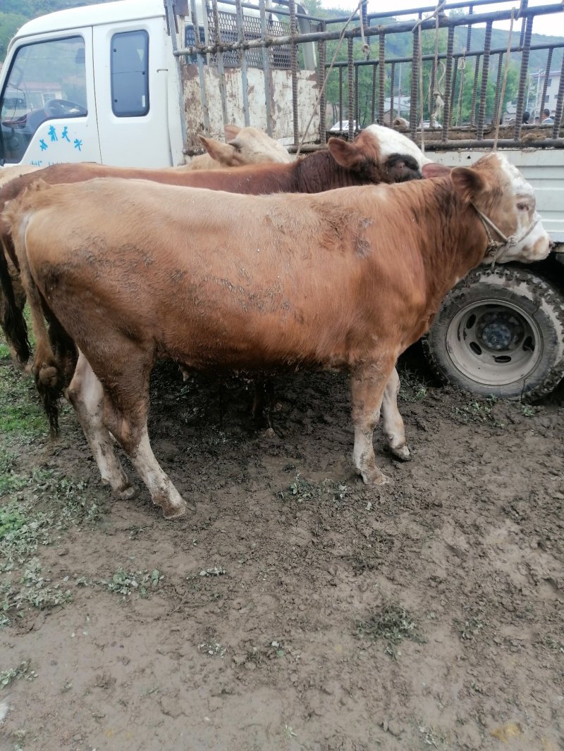 【肉牛】公牛，肉牛，出肉率高，产地直购包成活