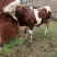 【肉牛】公牛，肉牛，出肉率高，产地直购包成活