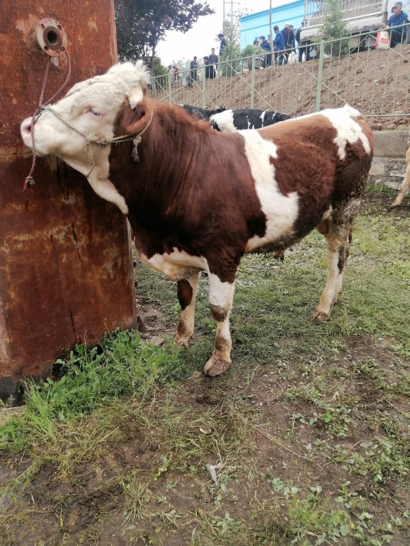 【肉牛】公牛，肉牛，出肉率高，产地直购包成活