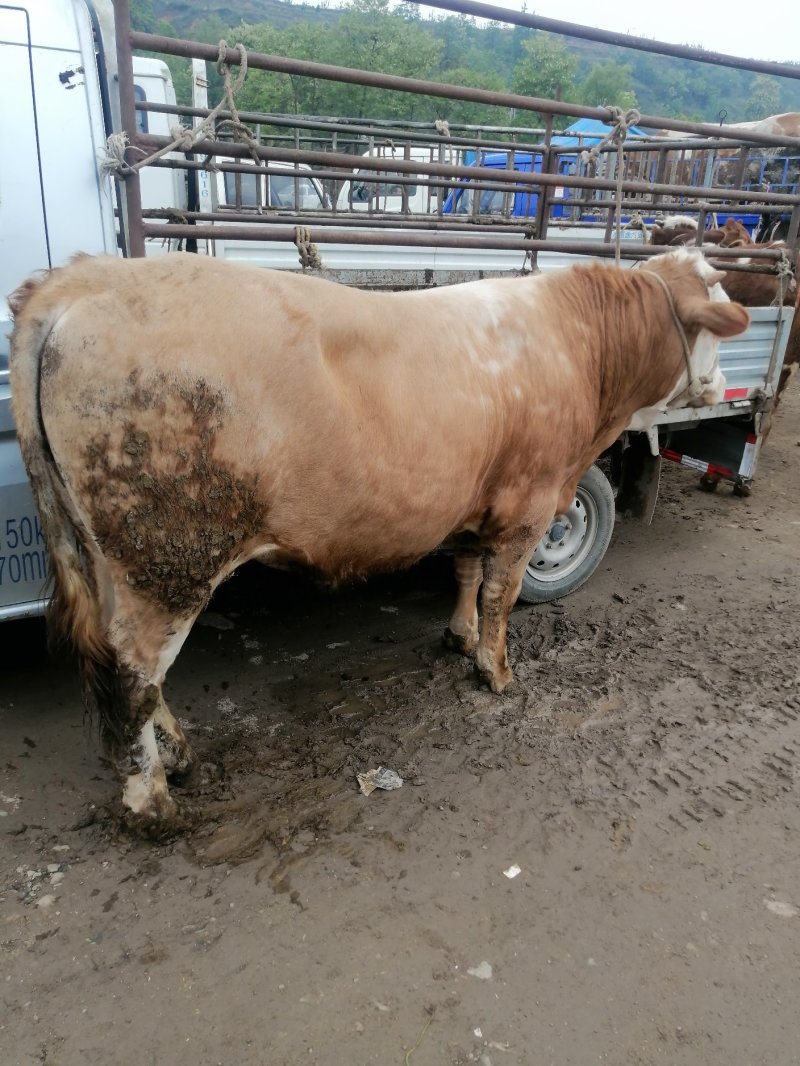 【肉牛】公牛，肉牛，出肉率高，产地直购包成活