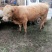 【肉牛】公牛，肉牛，出肉率高，产地直购包成活