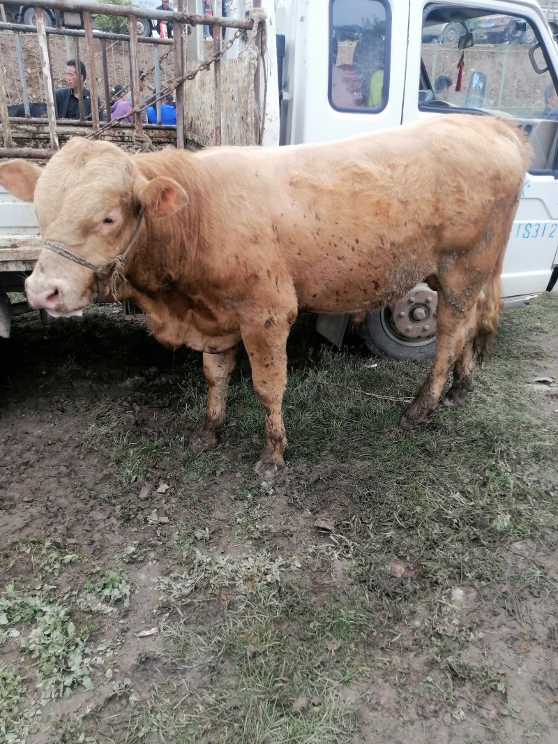 【肉牛】公牛，肉牛，出肉率高，产地直购包成活