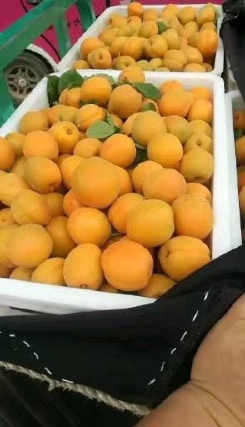 精品金太阳杏，货源充足，量大从优，电话咨询合作共赢