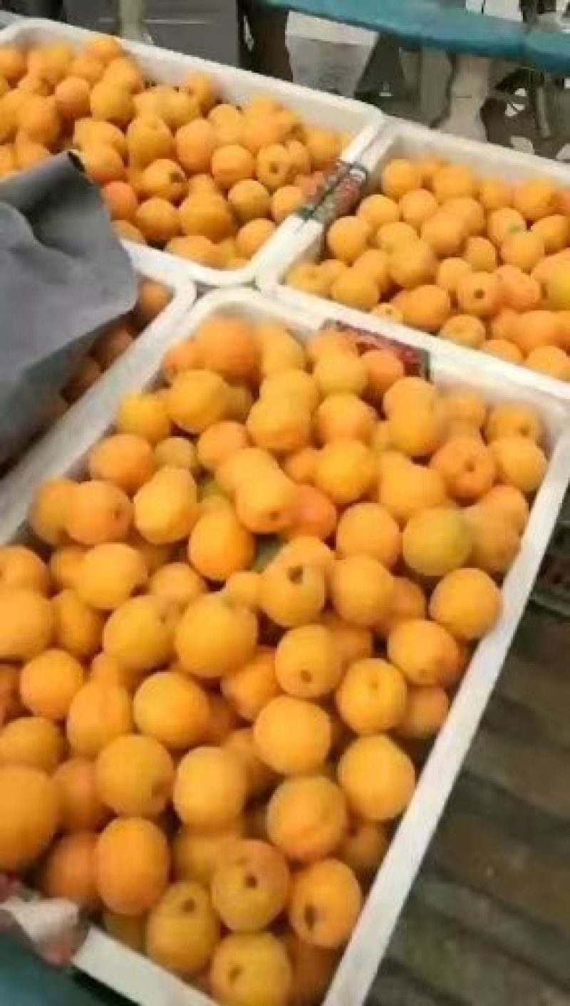 精品金太阳杏，货源充足，量大从优，电话咨询合作共赢