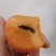 精品金太阳杏，货源充足，量大从优，电话咨询合作共赢