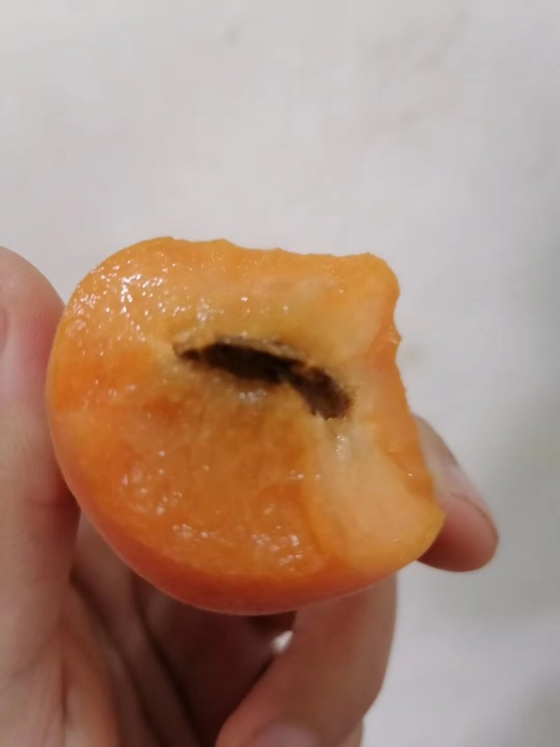 精品金太阳杏，货源充足，量大从优，电话咨询合作共赢