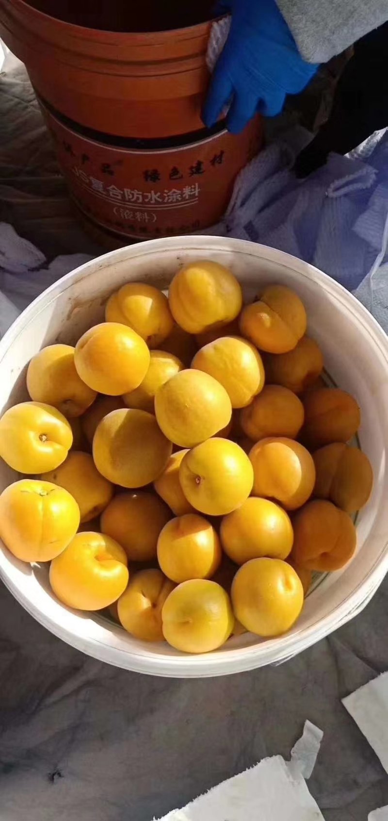 精品金太阳杏，货源充足，量大从优，电话咨询合作共赢
