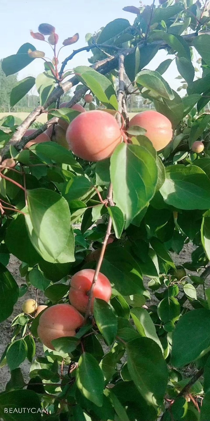 精品金太阳杏，货源充足，量大从优，电话咨询合作共赢
