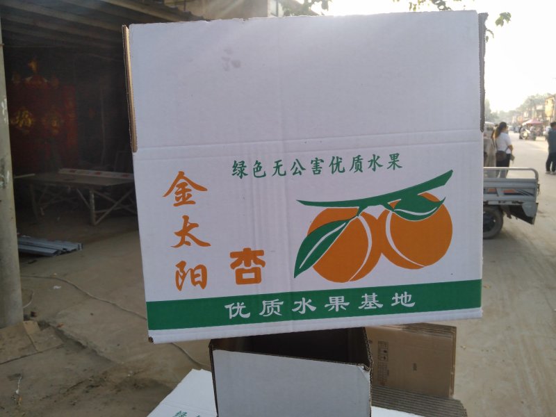 精品金太阳杏，货源充足，量大从优，电话咨询合作共赢