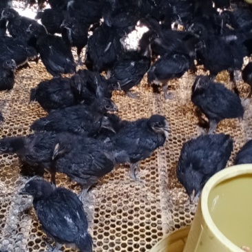 专业孵化青脚麻麻黄K9土三淮南王鸡苗红瑶黑瑶