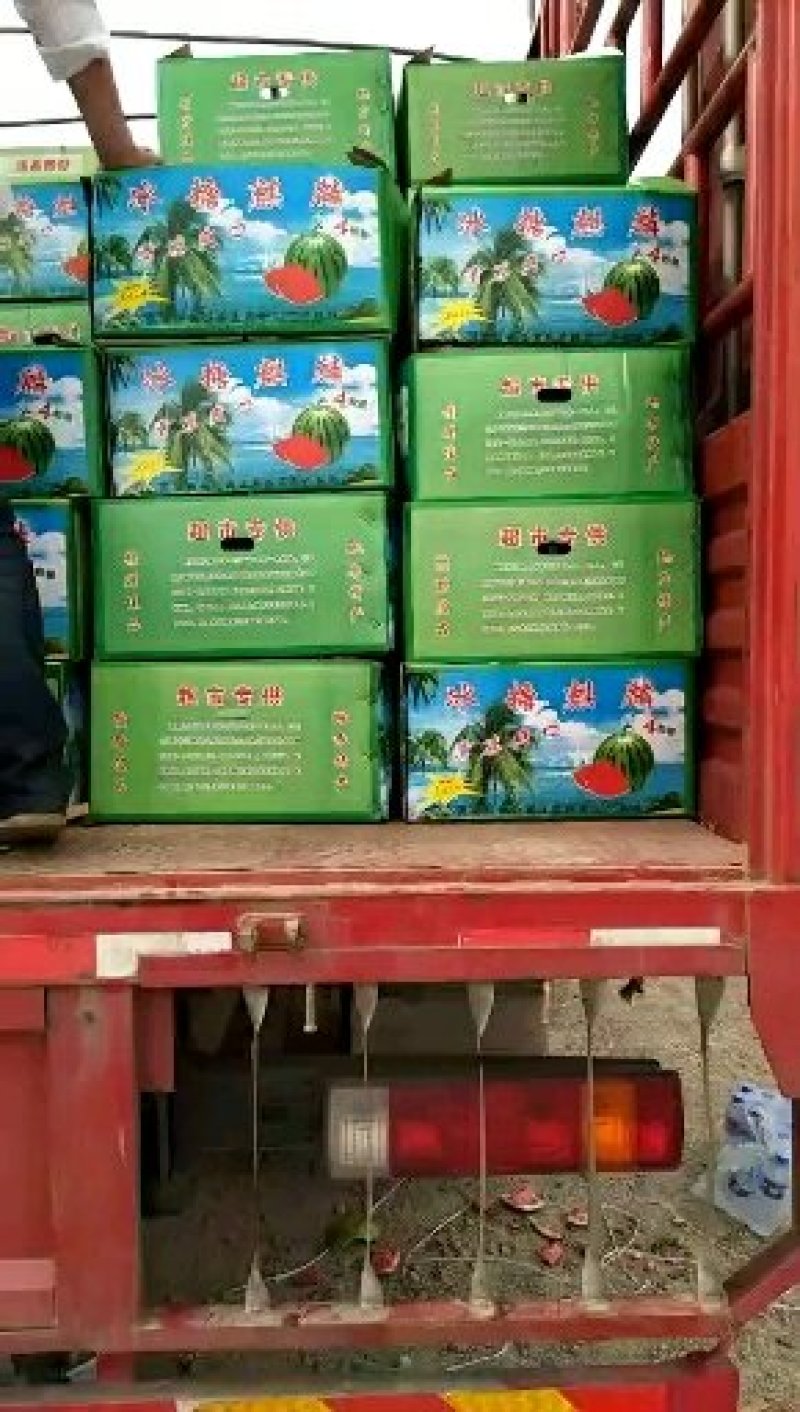 千亩大棚无籽有籽美都西瓜，大红瓤，薄皮口感甜。纯沙土地