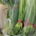 蒜苔上市
