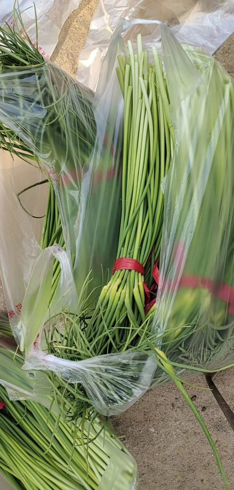 蒜苔上市