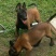 纯种马犬幼犬比利时精品马犬活体黑马犬爆红黑红马犬看家护院