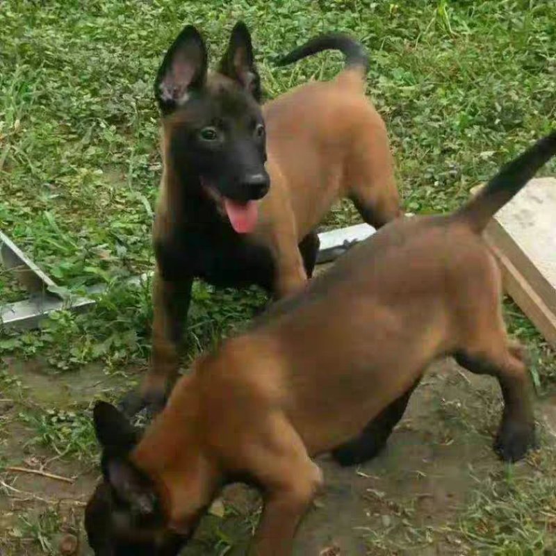 纯种马犬幼犬比利时精品马犬活体黑马犬爆红黑红马犬看家护院