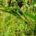 壳薏米薏米种子发芽率有保障大量批发一件代发