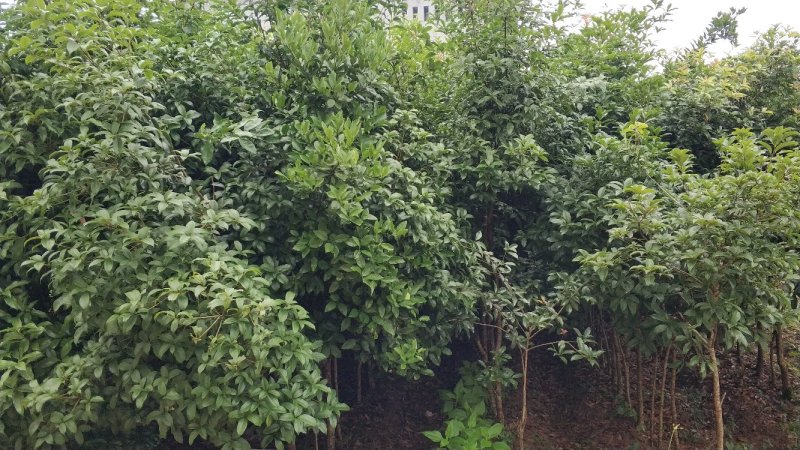 桂花树庭院种植盆栽常绿