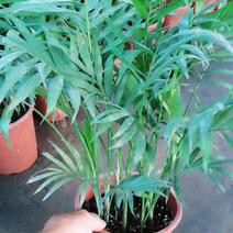 袖珍椰子植物散尾葵夏威夷室内盆栽吸甲醛植物观赏凤尾竹绿植