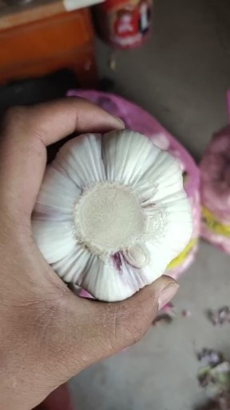 新鲜大蒜，扒皮蒜，5公分以上，成熟度高，商超市场大量供应