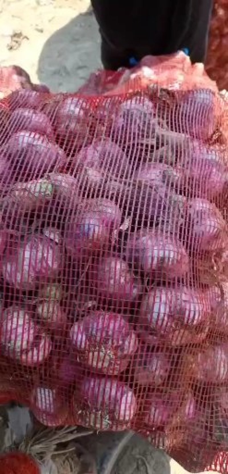 新鲜大蒜，扒皮蒜，5公分以上，成熟度高，商超市场大量供应