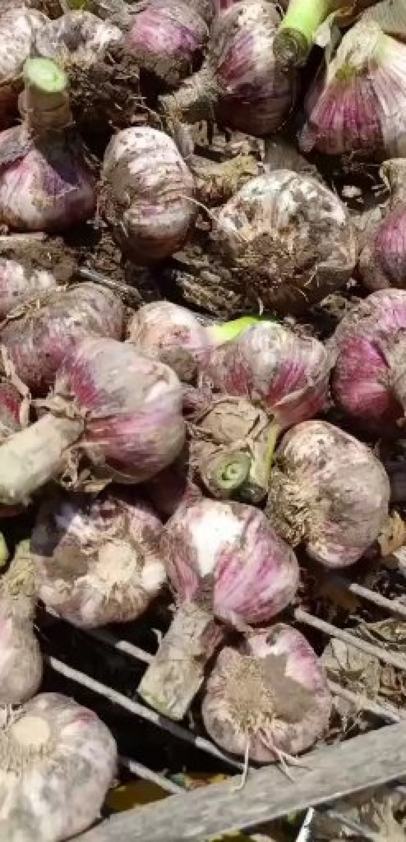 新鲜大蒜，扒皮蒜，5公分以上，成熟度高，商超市场大量供应