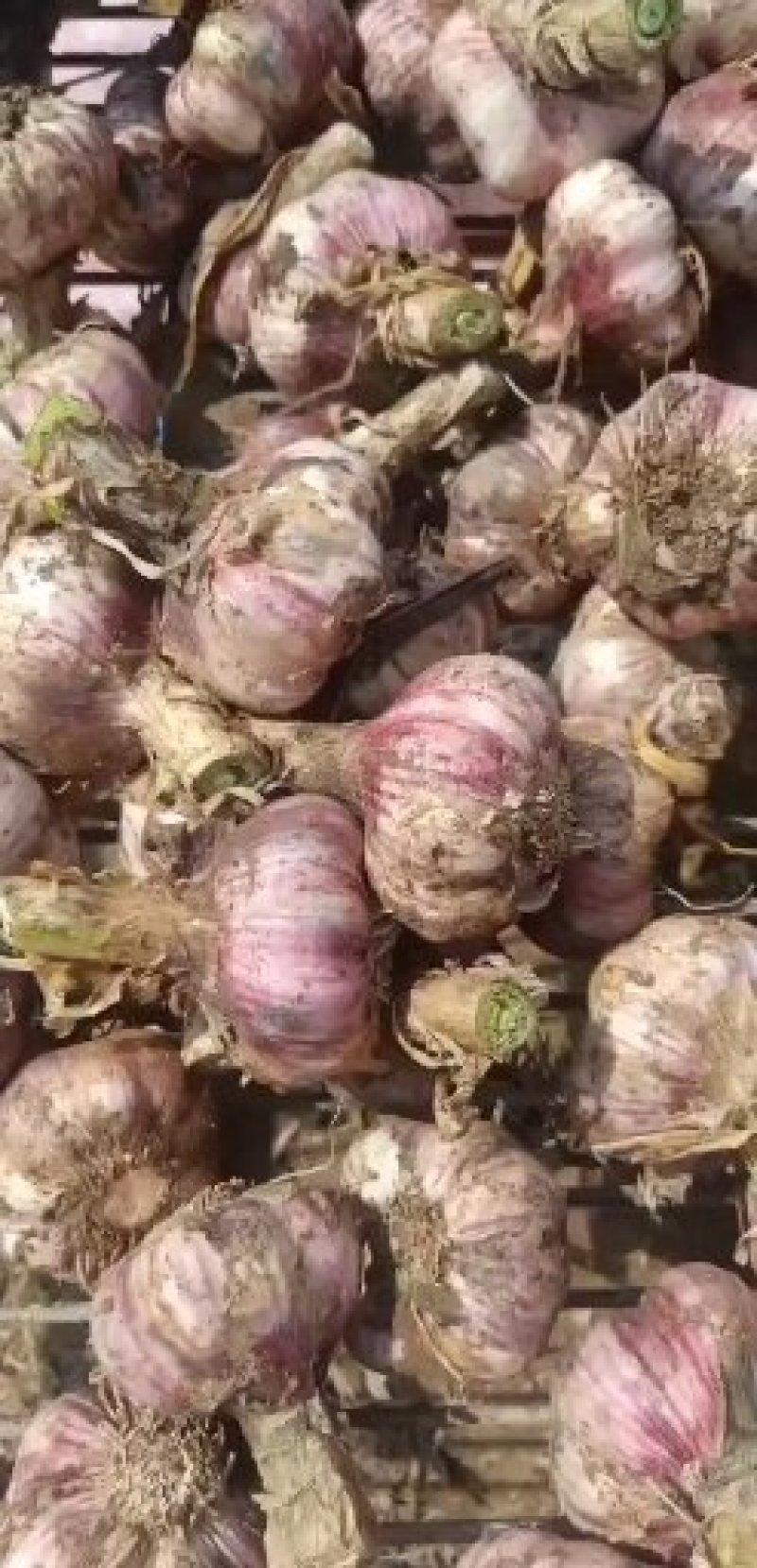 新鲜大蒜，扒皮蒜，5公分以上，成熟度高，商超市场大量供应