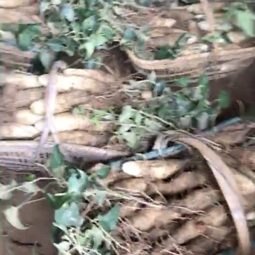 湖南湘潭特产白术食品
