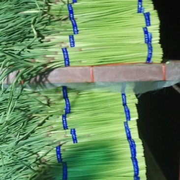 蒜薹