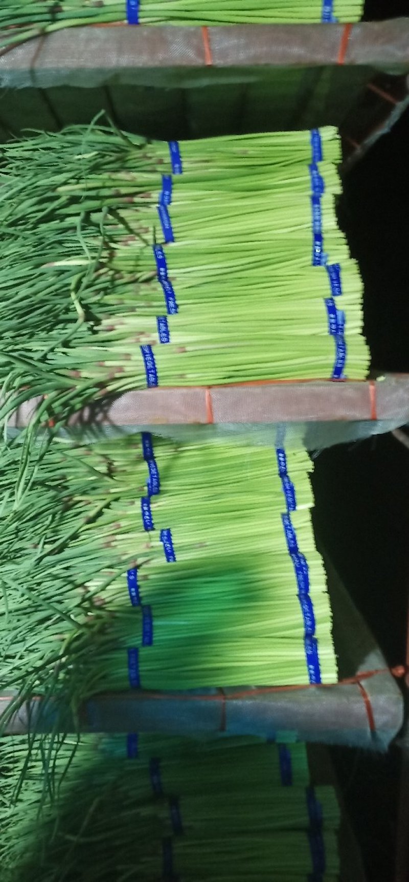 蒜薹
