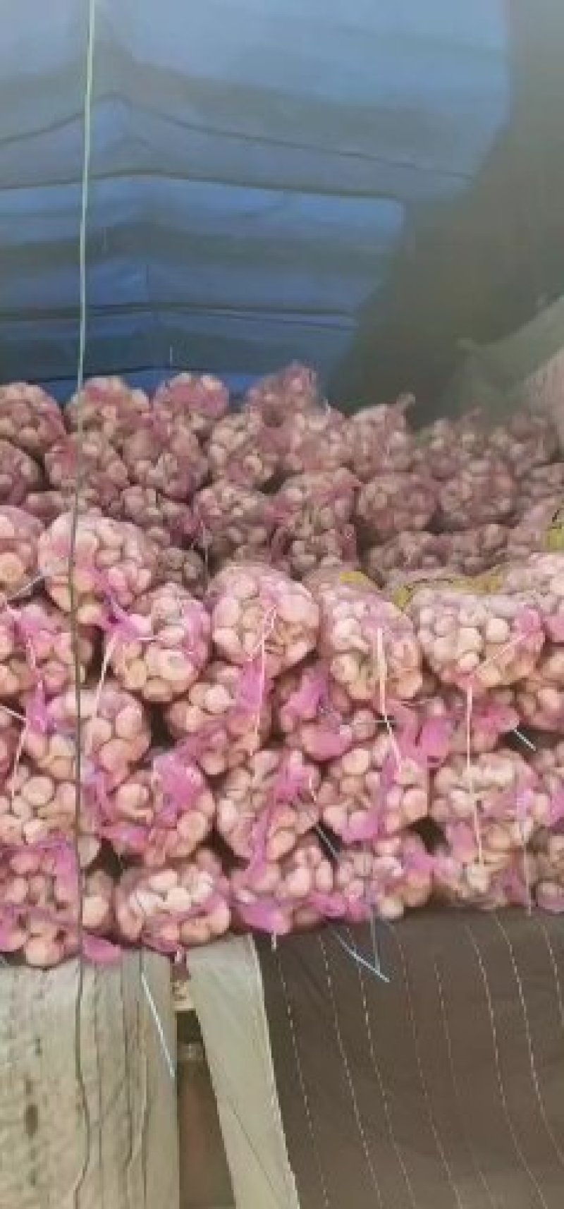 河南新鲜大蒜，紫皮鲜大蒜，蒜头扒皮蒜，电商，超市市场大量