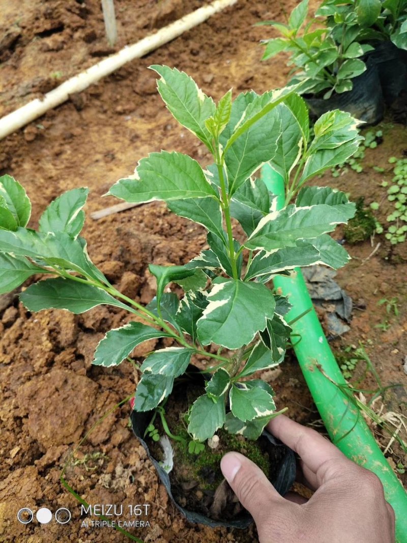 (花叶假连翘)(金边假连翘)基地长期生产，不断货