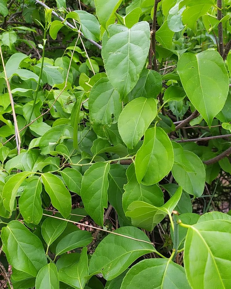 贵州古夜郎野生中药材南蛇藤老家这边叫做藤藤菜可食用