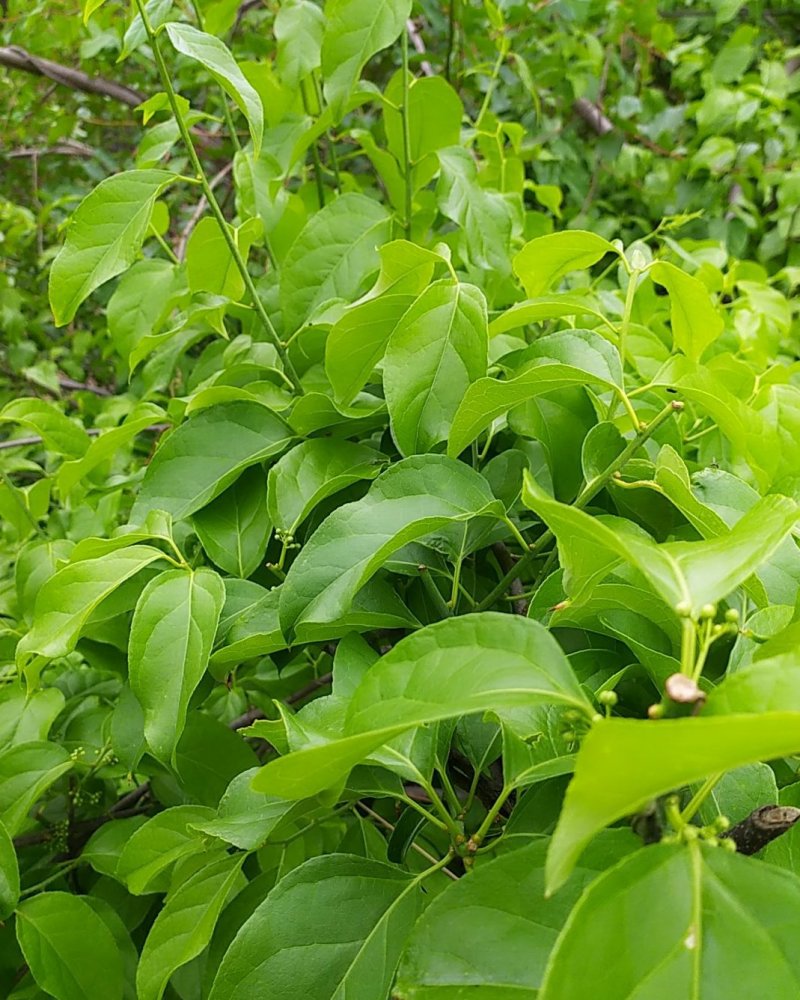 贵州古夜郎野生中药材南蛇藤老家这边叫做藤藤菜可食用