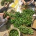 红麻椒树小苗一年苗高度50厘米花椒芽苗价格便宜