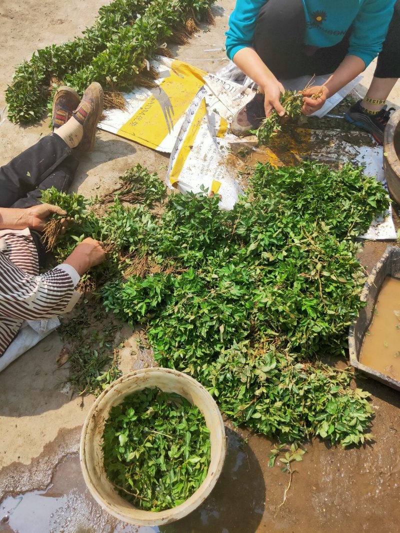 红麻椒树小苗一年苗高度50厘米花椒芽苗价格便宜