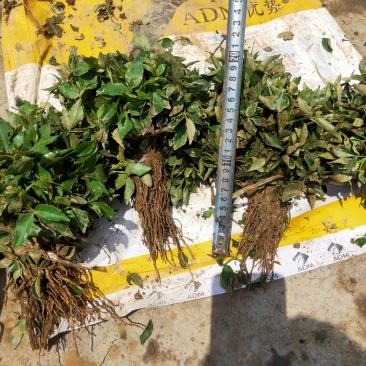 红麻椒树小苗一年苗高度50厘米花椒芽苗价格便宜