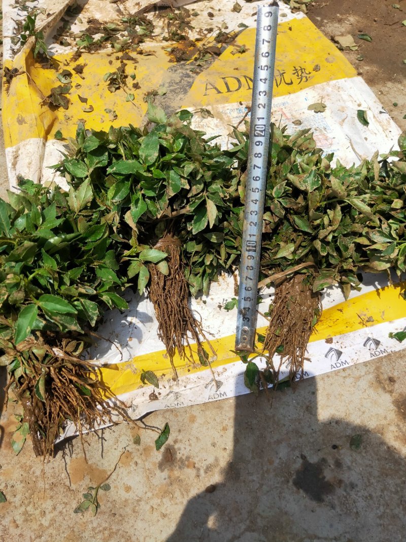 红麻椒树小苗一年苗高度50厘米花椒芽苗价格便宜
