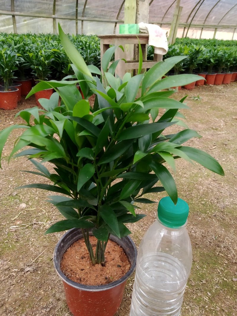 竹柏盆栽室内客厅桌面四季青清香型植物净化空气吸甲醛驱蚊虫