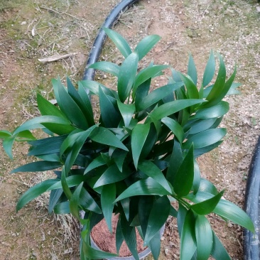 竹柏盆栽室内客厅桌面四季青清香型植物净化空气吸甲醛驱蚊虫