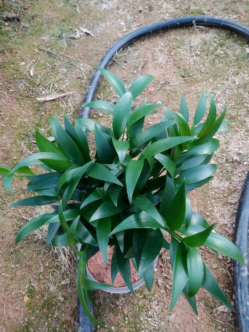 竹柏盆栽室内客厅桌面四季青清香型植物净化空气吸甲醛驱蚊虫