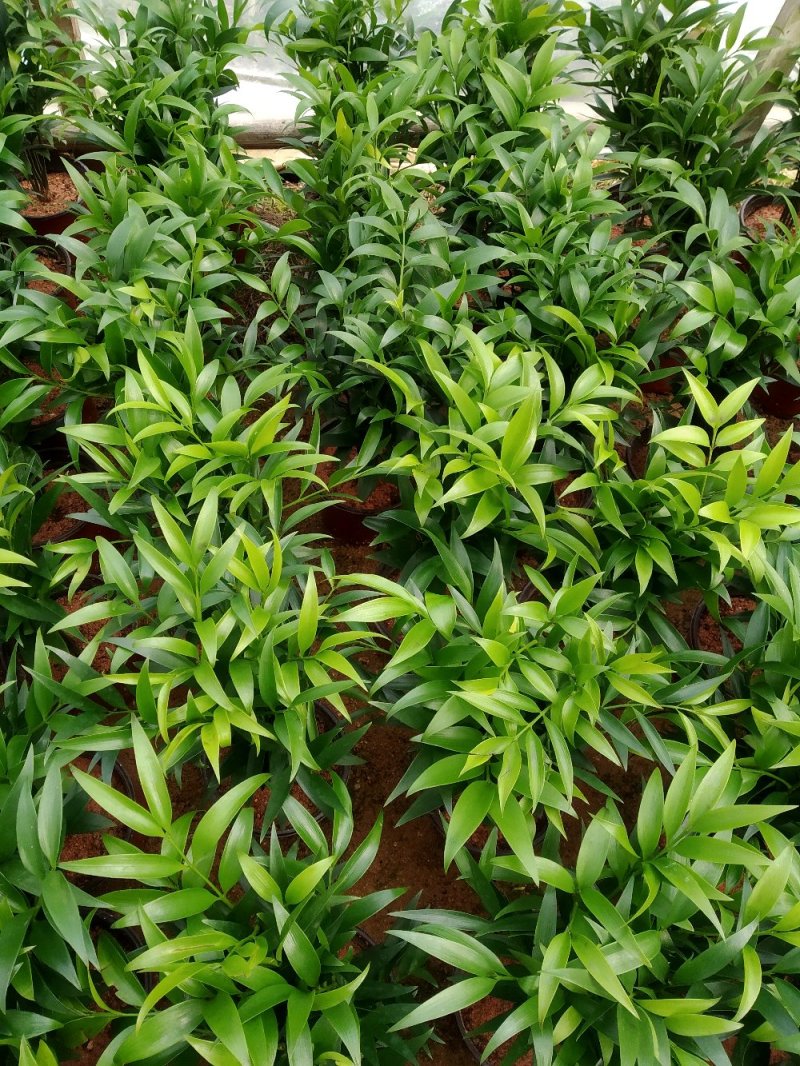 竹柏盆栽室内客厅桌面四季青清香型植物净化空气吸甲醛驱蚊虫