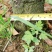 急售八月金桂900株