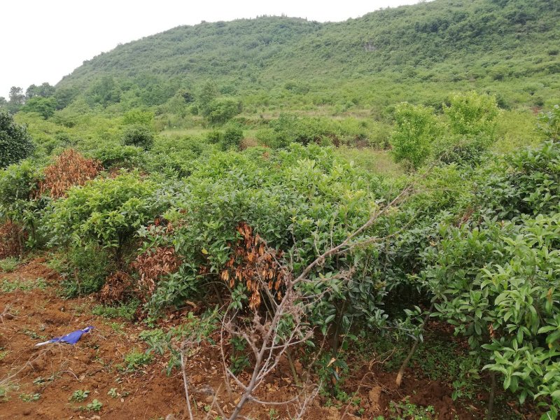 急售八月金桂900株