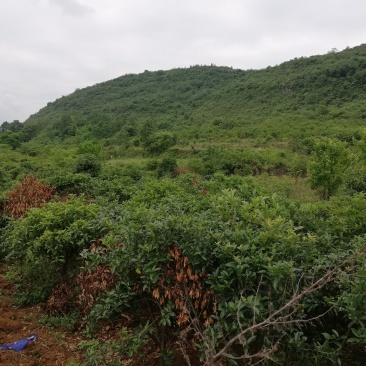 急售八月金桂900株