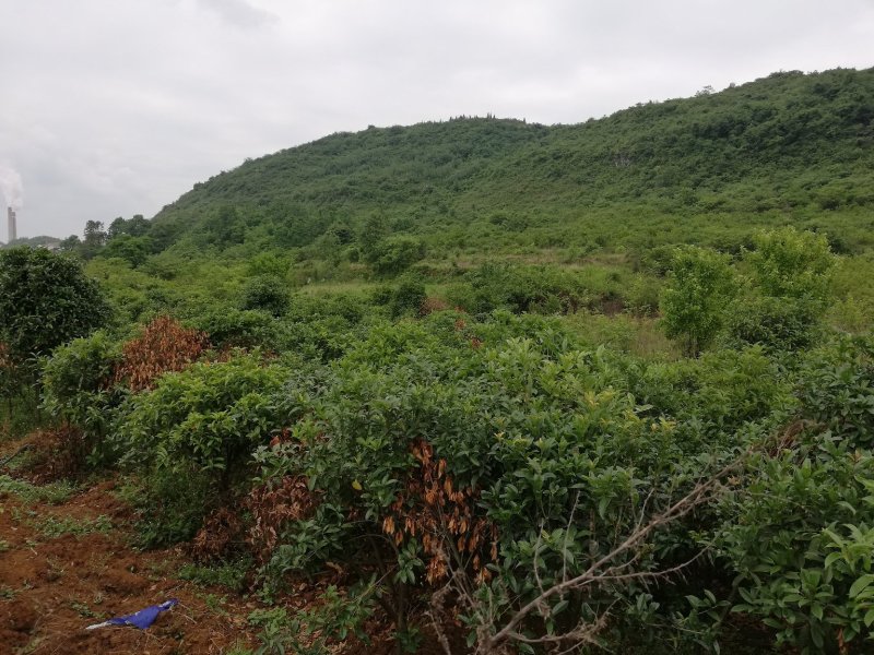 急售八月金桂900株